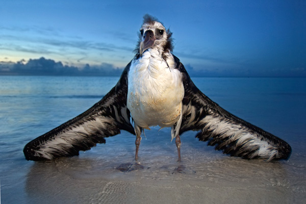l'albatros, Baudelaire - commentaire composé