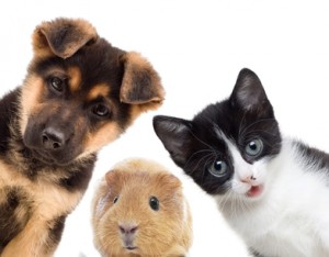 Date du bac de français 2017